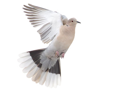 collared dove flies against a white backgroundの写真素材