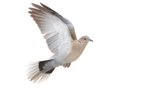 Collared dove flying isolated on whiteの写真素材