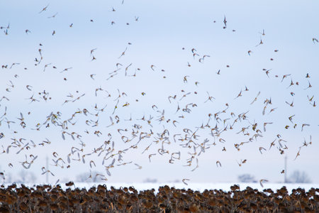flock of birds flutters its wings across the winter skyの写真素材