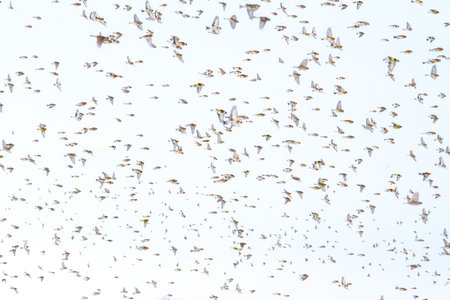 flock of songbirds in flightの写真素材