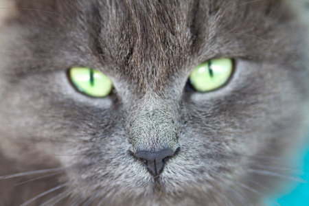 Close-up Portrait of Gray Cat with Neon Green Eyesの写真素材