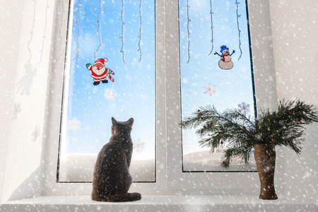 british cat looking in windowの写真素材