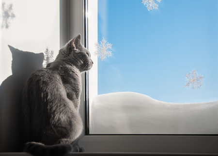 british cat looking in windowの写真素材