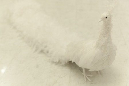 White Peacockの写真素材
