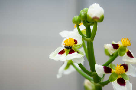 White Orchid and Fly on gray backgroundの写真素材