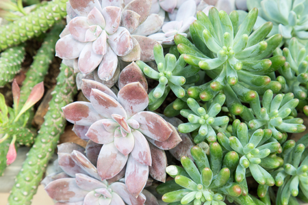 Cactus desert plantの写真素材