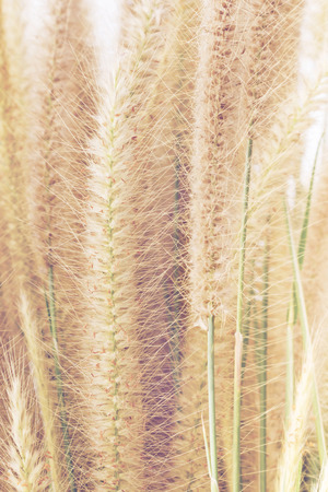 close up of tropical grass for backgroundの写真素材