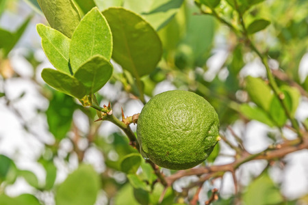 Green lemon on lemon tree 