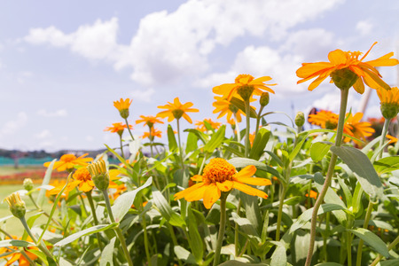 Zinnia flower with blue sky scene for backgroundの写真素材