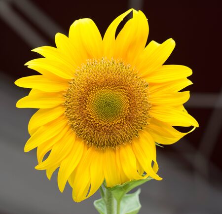 Beautiful yellow marigoldの写真素材
