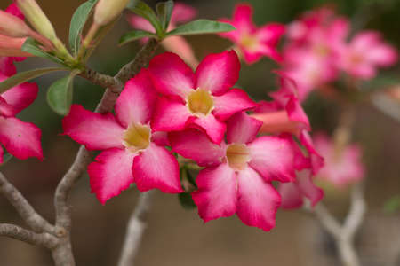 Beautiful red flowersの写真素材