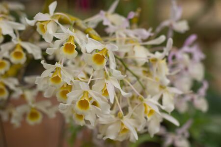 Kluaymaingarmの写真素材