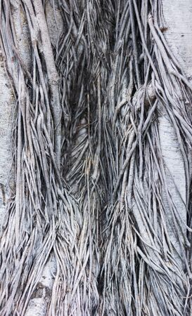 Mushroom shape banyan treeの写真素材
