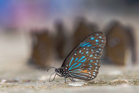 butterflyの写真素材