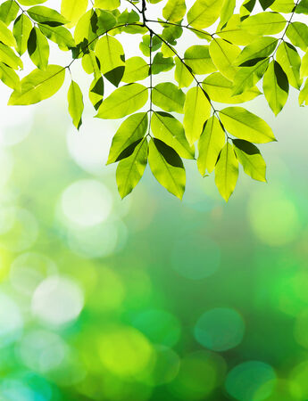 Green leaves ,abstract natural background の写真素材