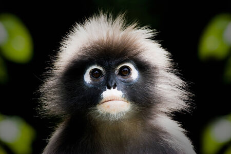 baby monkey alone の写真素材