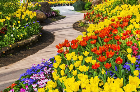 Fresh blooming tulips in the spring gardenの写真素材