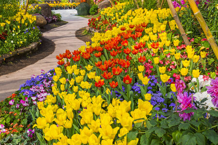 Fresh blooming tulips in the spring gardenの写真素材
