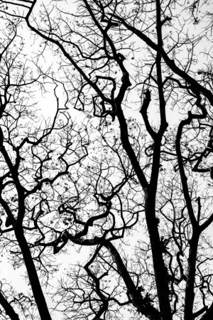 Dead Tree without Leavesの写真素材