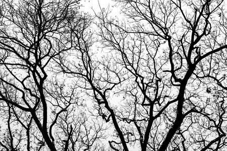 dead treeの写真素材