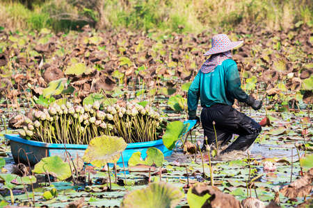 Farmer harvests lotus before going to market の写真素材