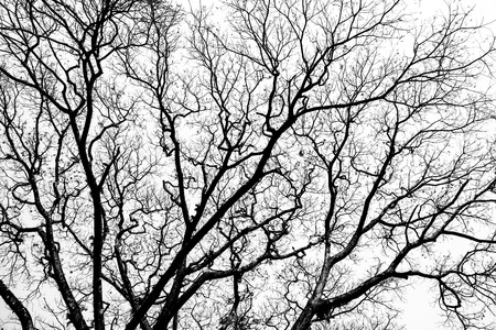  Leafless branches isolated on white backgroundの写真素材