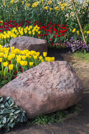 Fresh blooming tulips in the spring garden の写真素材