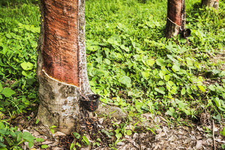 Rubber plantation in the southern of Thailand の写真素材