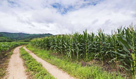 Corn field on the hillside in mae chaem,Chiang mai,Thailand の写真素材