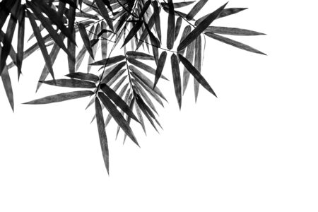 Black bamboo leaves on a white background の写真素材