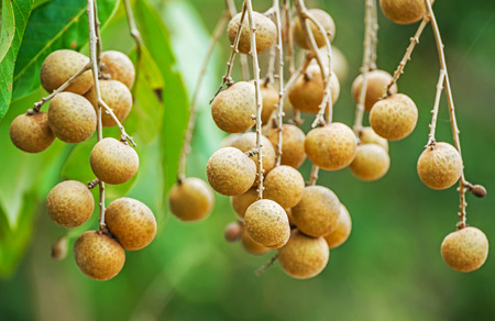 Longan orchards.Tropical fruits longan on the tree in chiang mai, Thailandの写真素材