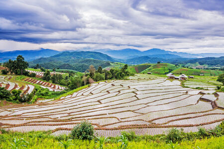 Terraced rice fields in northern Thailand ,Pa pong peang, Chiang Maiの写真素材