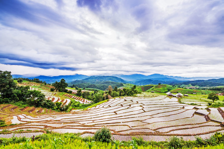 Terraced rice fields in northern Thailand ,Pa pong peang, Chiang Maiの写真素材