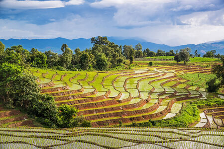 Terraced rice fields in northern Thailand ,Pa pong peang, Chiang Mai の写真素材