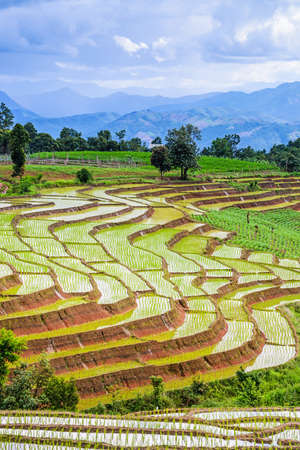 Terraced rice fields in northern Thailand ,Pa pong peang, Chiang Mai の写真素材