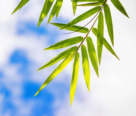 Green bamboo leaves against blue skyの写真素材