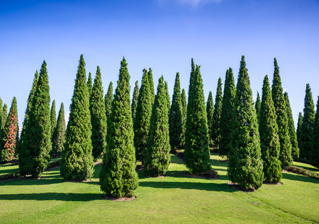 pine tree in the gardenの写真素材