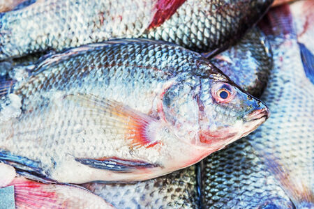 Tilapia in market.
