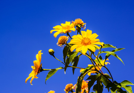 Mexican sunflower weed or Tithonia diversifolia at Maehongson Province, Thailand.の写真素材