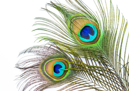 Peacock feathers on white backgroundの写真素材