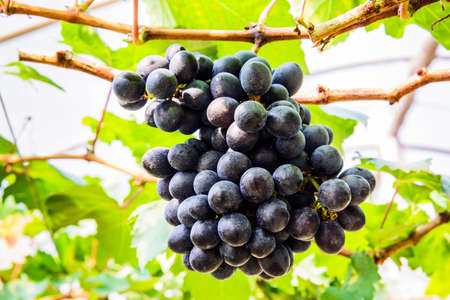 Bunch of grapes in the vineyard.の写真素材