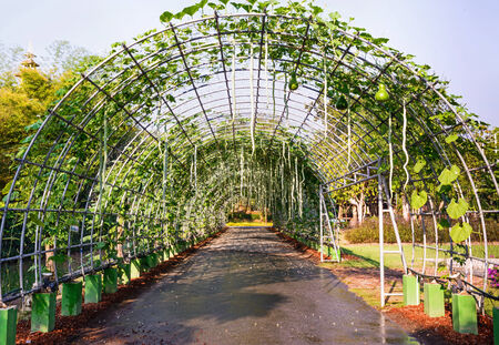 Snake gourd hanging on vine ,Luffa Cylindrica.の写真素材