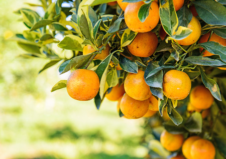 Orange tree in orchard.の写真素材