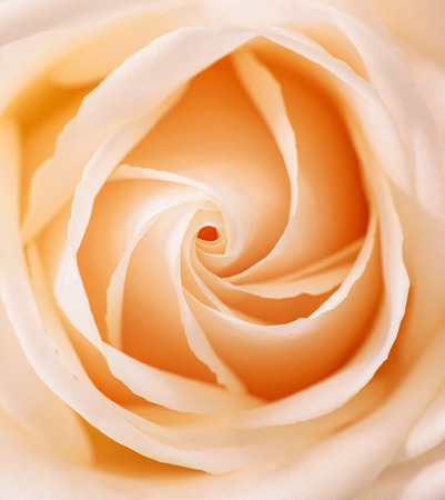 Beautiful Orange Rose close upの写真素材