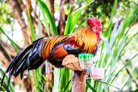 The Rooster , Bantam standing on woodの写真素材