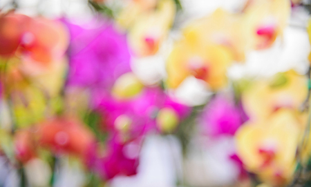 Orchid blur style for background.の写真素材