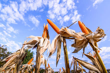 Dried corn in a corn field
