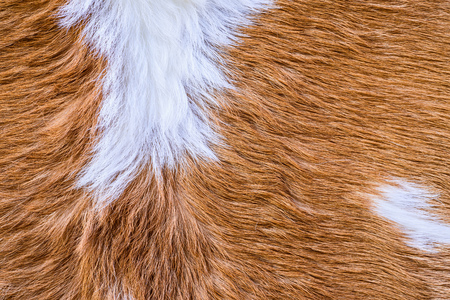 Cow fur (skin) texture.
