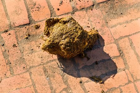 Feces of elephant drop on ground