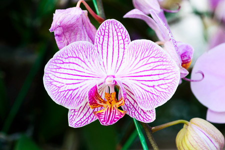 Vanda orchid flower in gardenの写真素材